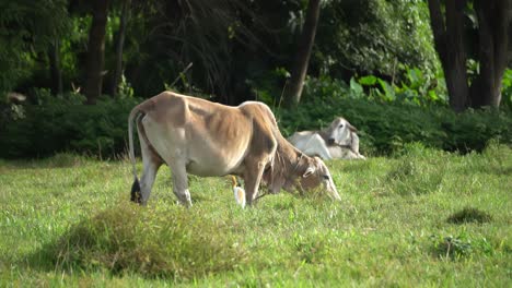 Cow-grazing-grass-at-green-field.