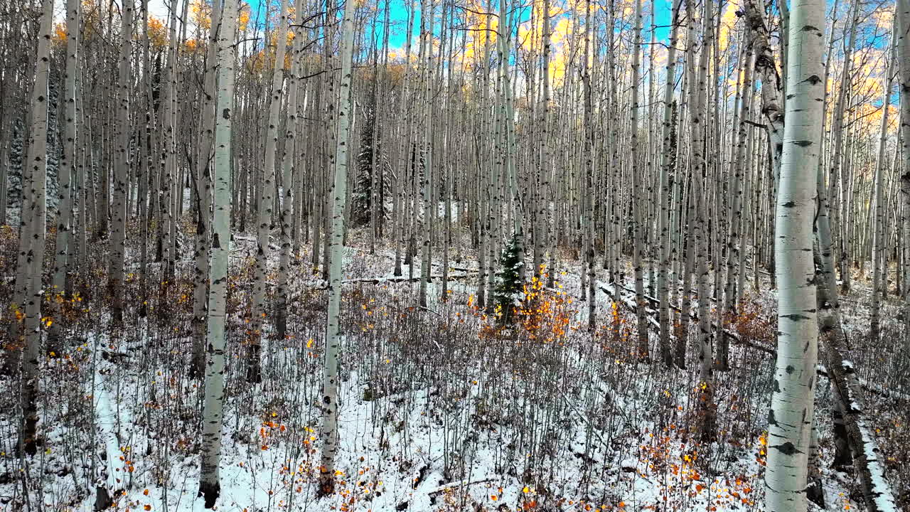 el bosque del árbol de aspen aéreo cinematográfico dron kebler pasa cresta butte gunnison colorado las estaciones chocan a principios del otoño el árbol de aspe rojo amarillo bosque naranja invierno primera nieve en polvo montañas rocosas hacia adelante