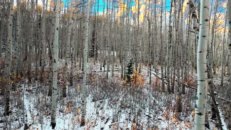 Espenwald,-Filmische-Luftaufnahme,-Drohne,-Kebler-Pass,-Crested-Butte,-Gunnison,-Colorado,-Jahreszeiten-Kollidieren,-Frühherbst,-Espenbaum,-Rot,-Gelb,-Orange,-Wald,-Winter,-Erster-Schnee,-Pulver,-Felsige-Berge,-Vorwärts