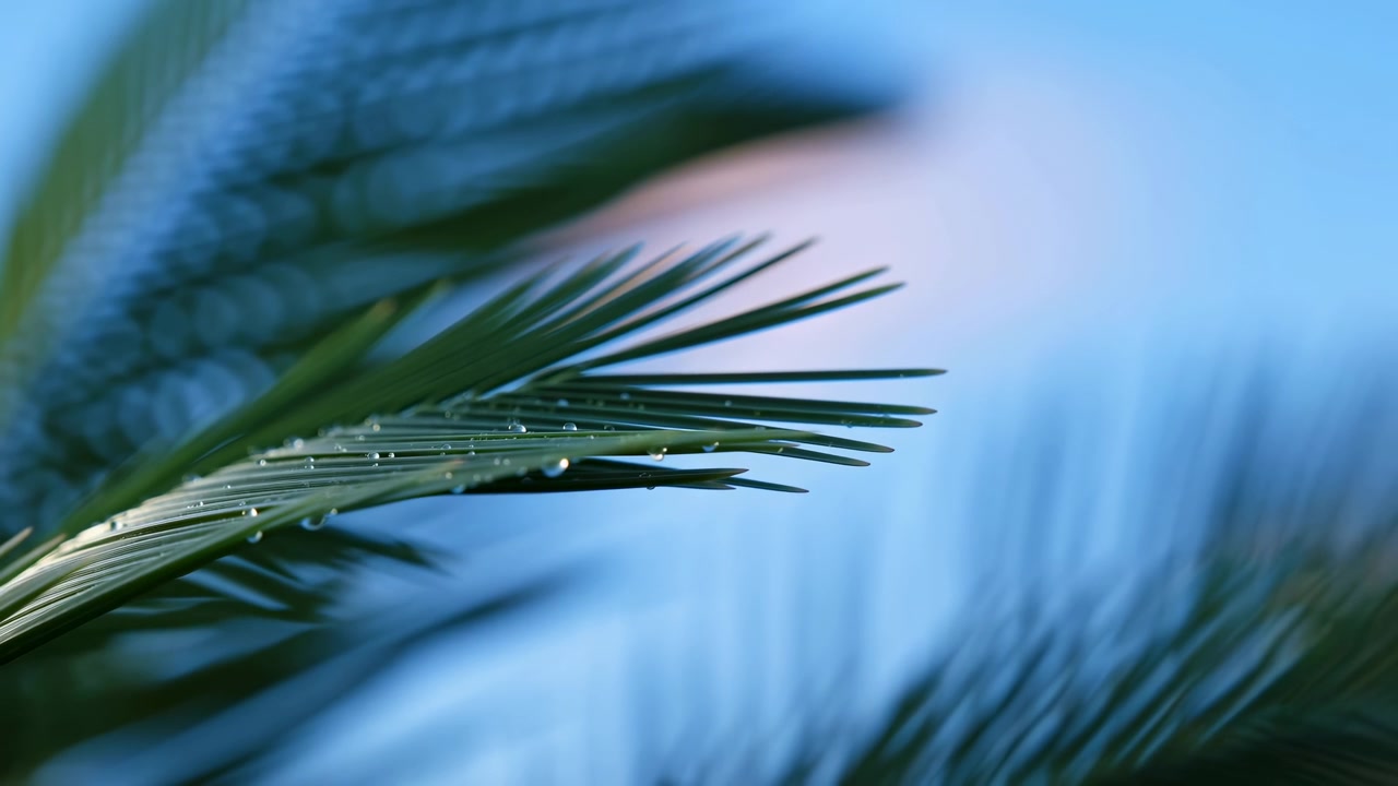 Makroansicht von grünen Palmenwedeln im linken Vordergrund mit Wassertropfen an den Blattspitzen, weichgezeichnete Palmblätter im Hintergrund und kühlem blauem Himmel