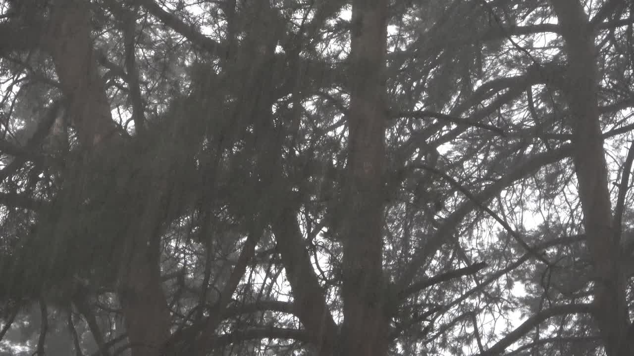 плотный дождевой щит, быстро падающие капли дождя с размытым движением, на фоне темных сосновых деревьев