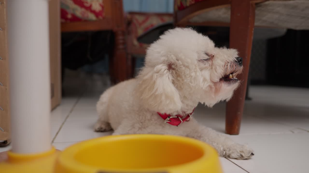 Small white dog chewing on food near a yellow bowl, wearing a red collar. Toy poodle