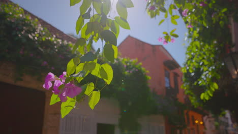 flores rosadas colgando de la vid en cartagena colombia