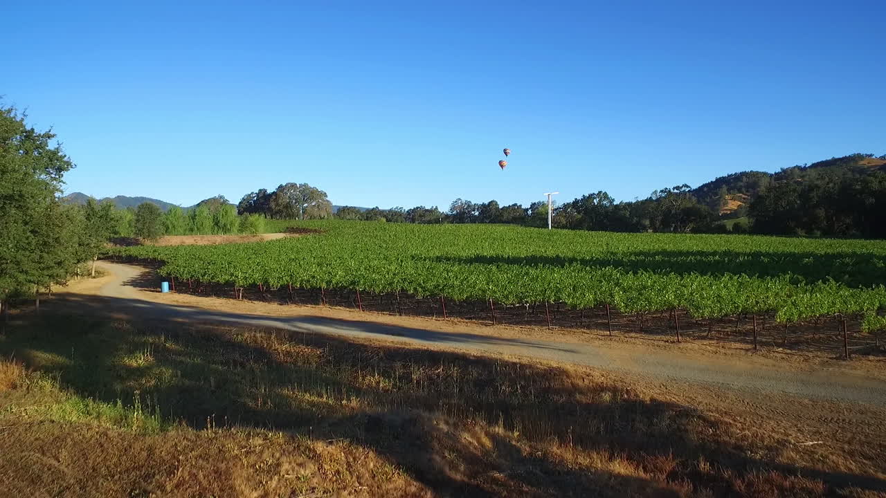 una antena de baja elevación sobre hileras de viñedos en el condado de sonoma del norte de california con globos aerostáticos a distancia