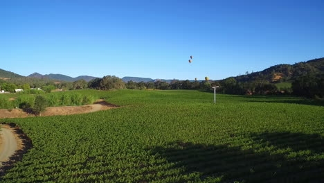 A-low-rising-aerial-over-rows-of-vineyards-in-Northern-California's-Sonoma-County-with-hot-air-balloons-in-distance