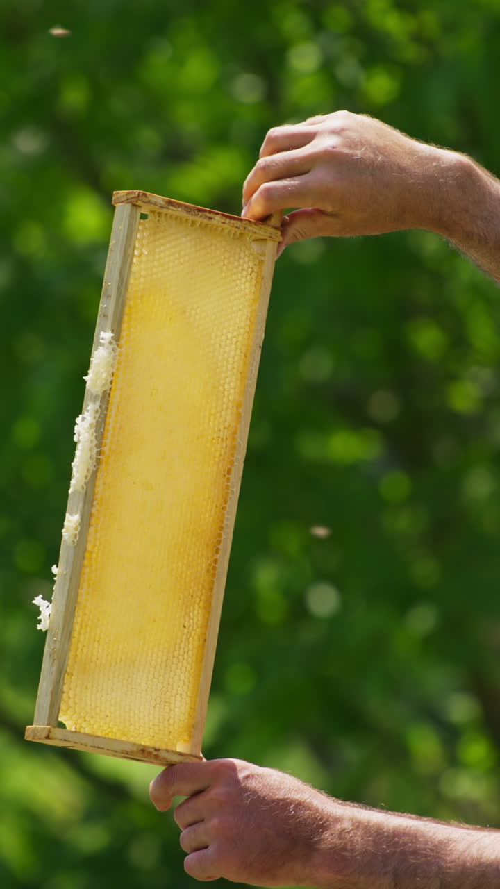 Bee farmer is holding half-filled honey comb in frame at the light. Man smiling satisfactory when checking honey harvest. Nature background. Vertical video