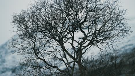 a silhouette of the dark leafless tree against the pale autumn sky