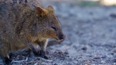 close up shot of a cute quokka chewing on a sunny day on rottnest island, western australia, australia