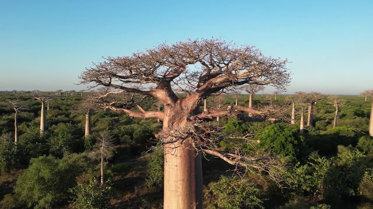 Perspectiva aérea cercana de dron de las grandes ramas y el dosel de un árbol gigante en la Avenida de los Baobabs, Morondava, Madagascar. Vista panorámica de la naturaleza salvaje africana local al amanecer.