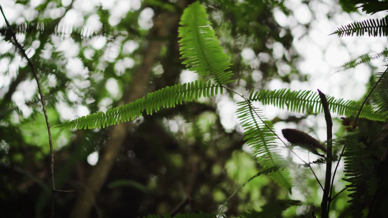 Lower Shot Of Wild Fern Deep Inside The Humid Tropical Rainforest Jungle