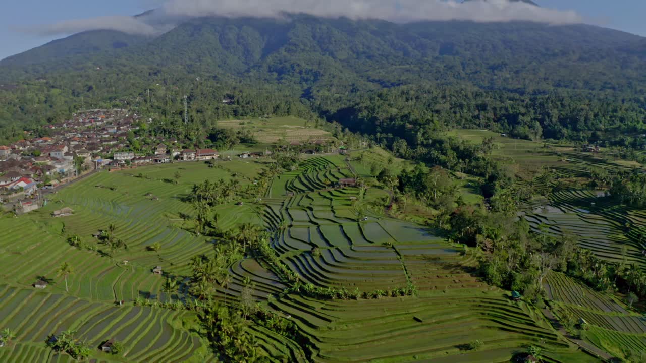 la cámara del dron está yendo hacia atrás tengo muchos tipos diferentes de árboles el mejor lugar en bali