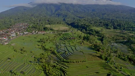 la cámara del dron está yendo hacia atrás tengo muchos tipos diferentes de árboles el mejor lugar en bali