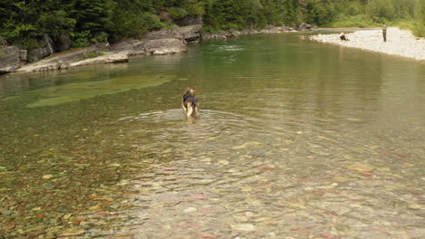 Drone-Flying-Around-German-Shepherd-Walking-In-Clear-Stream-In-McDonald-Creek,-Glacier-National-Park