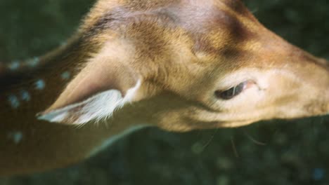 4k cinematográfico en cámara lenta de la naturaleza de la vida silvestre imágenes de un ciervo manchado de cerca en el medio de la jungla en las montañas de phuket, tailandia en un día soleado
