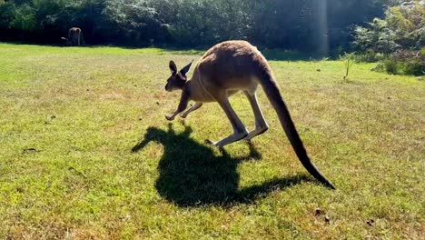 Young-kangaroo-walking-slowly-on-the-grass-in-Australian-reserve