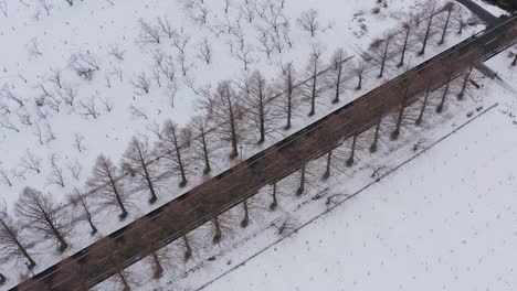 Vista-Aérea-De-Los-Automóviles-Que-Conducen-A-Través-De-La-Avenida-Metasequoia-Bordeada-De-árboles,-Shiga,-Japón