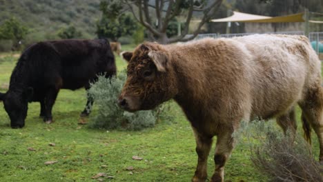 Slow-motion-shot-of-cute,-fluffy,-highland-cow-looks-away-and-back-to-camera-with-another-cow-in-background