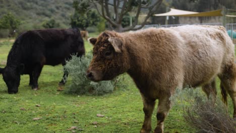 Toma-En-Cámara-Lenta-De-Vaca-Linda,-Esponjosa,-Highland-Mira-Hacia-Otro-Lado-Y-De-Vuelta-A-La-Cámara-Con-Otra-Vaca-En-El-Fondo