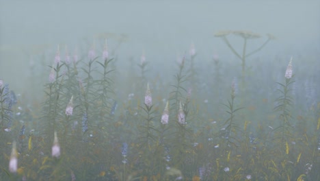 wild field flowers in deep fog