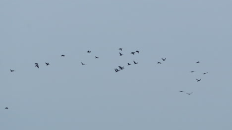 Bird-Silhouettes---Flock-Of-Birds-Flying-In-The-Sky---low-angle