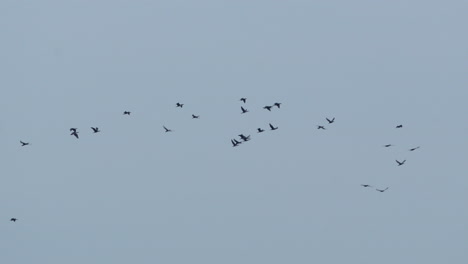 Siluetas-De-Aves---Bandada-De-Pájaros-Volando-En-El-Cielo---ángulo-Bajo