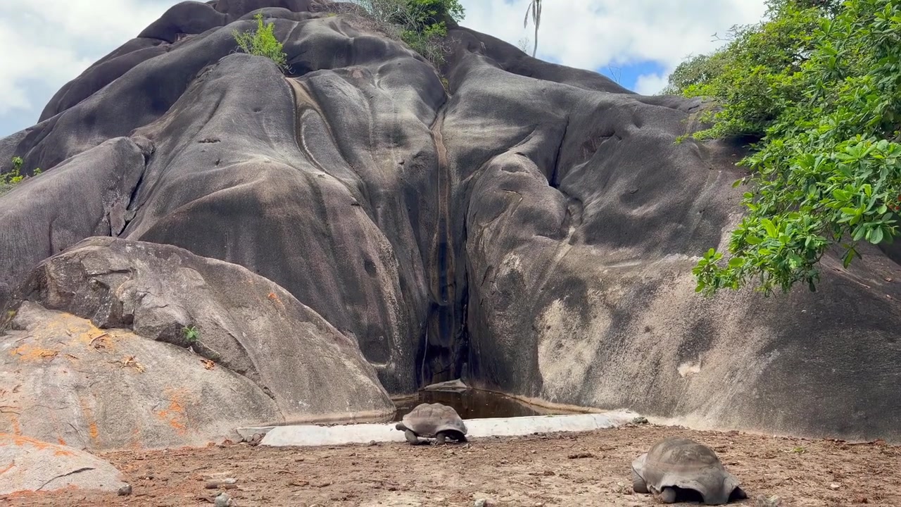 Aldabran jättiläiskilpikonnat lepäävät upean Giant Union Rock -graniittimonoliitin juurella L'Union Estatessa La Digue -saarella Seychelleillä.