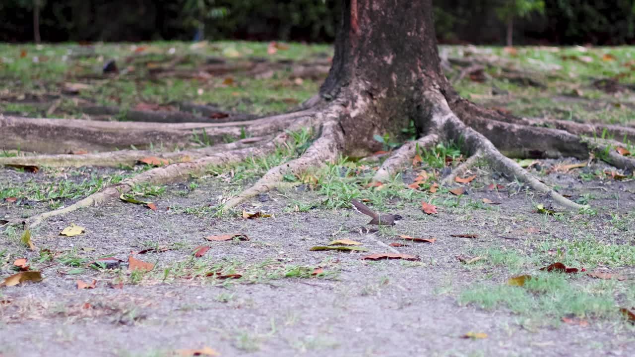 새 한 마리가 나무 뿌리 주위에 뛰어다닙니다.