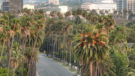 Lush-Palm-Trees-Lining-Beverly-Hills-Street,-Drone-Shot-of-Iconic-Los-Angeles-Neighborhood-in-the-Daytime