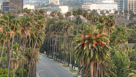 lush palm trees lining beverly hills street, drone shot of iconic los angeles neighborhood in the daytime