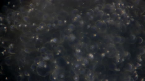 el microscopio de platina mecánica recorre los espermatozoides