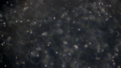 mechanical stage microscope pans across sperm cells