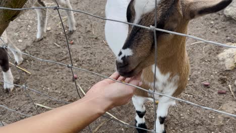 Close-up-of-a-hand-feeding-a-goat-through-a-wire-fence