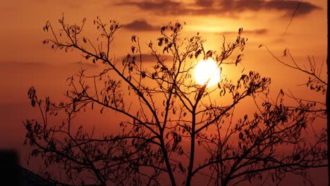 silueta de árbol retroiluminada cálida puesta de sol en verano