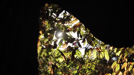 la luz del sol filtrándose a través de las hojas de los árboles