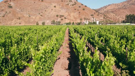 aerial dooly along a vineyard row with the calicata right below in maipo valley