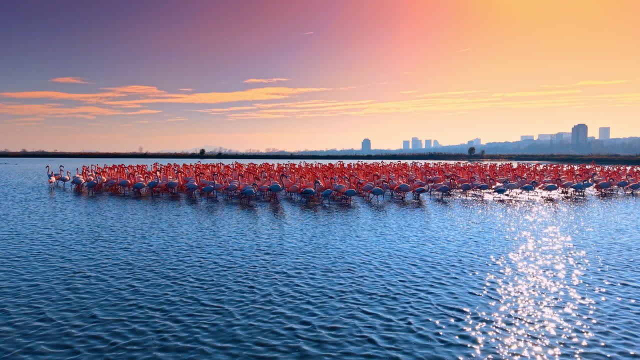 Gün batımında şehir silüetiyle gölde duran flamingo sürüsü. Gün batımında sığ suda, ufukta şehir silüetleriyle pembe flamingolar grubu.