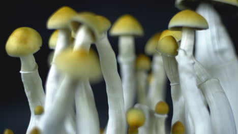 psychedelic magic mexican mushrooms in shifting focus shot