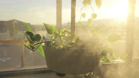 Plantas-Colgantes-A-La-Luz-De-La-Puesta-De-Sol-Rociadas-Con-Agua-A-Cámara-Lenta