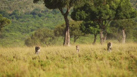 slow motion of cheetah family walking in long savanna grass in masai mara, kenya, africa, african wildlife safari animals in maasai mara, amazing beautiful animal in savannah landscape scenery