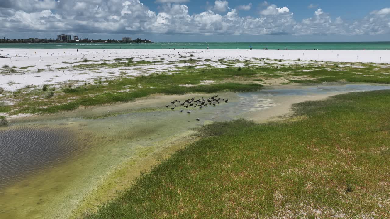 날아가는 스키머 들 의 무리