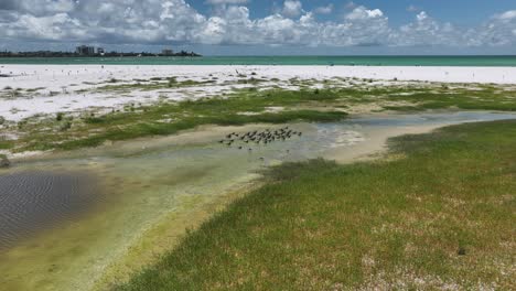 Flock-of-Skimmers-flying-away-aerial-view