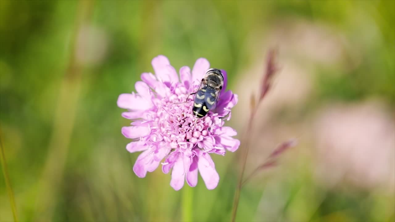 la avispa recoge el néctar de la flor