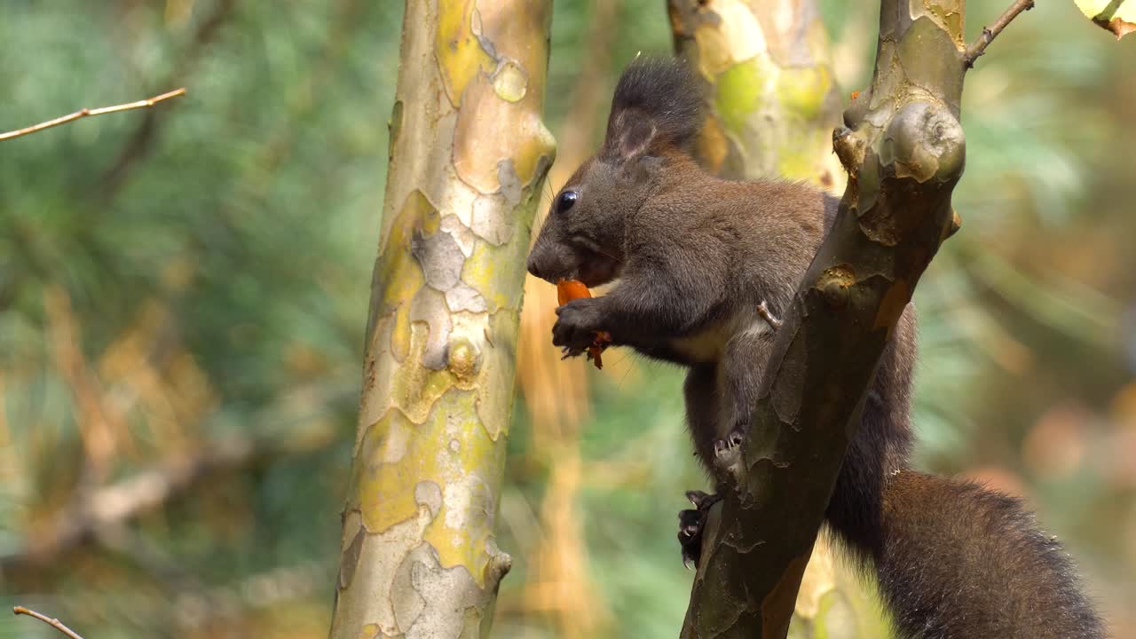 ardilla roja euroasiática comiendo fruta de caqui mientras se sienta en una rama de árbol en el bosque mixto de otoño - primer plano