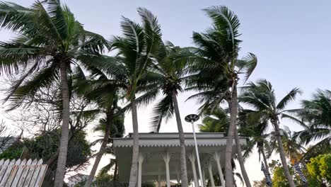 palm fronds moving gently against a clear sky