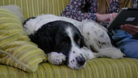 sweet dog lounches on sofa at home next to woman reading from tablet