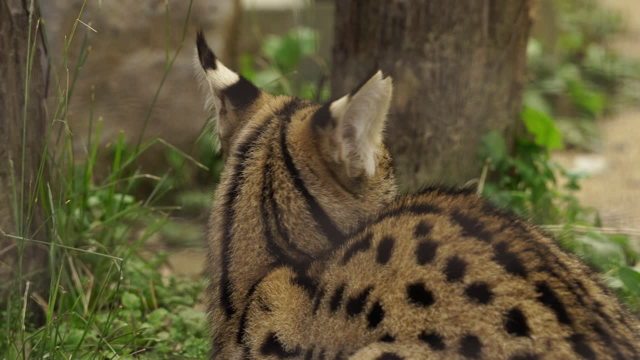 Bagfra-billede af en serval, der sidder ned