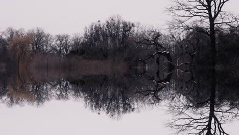 reflective winter forest