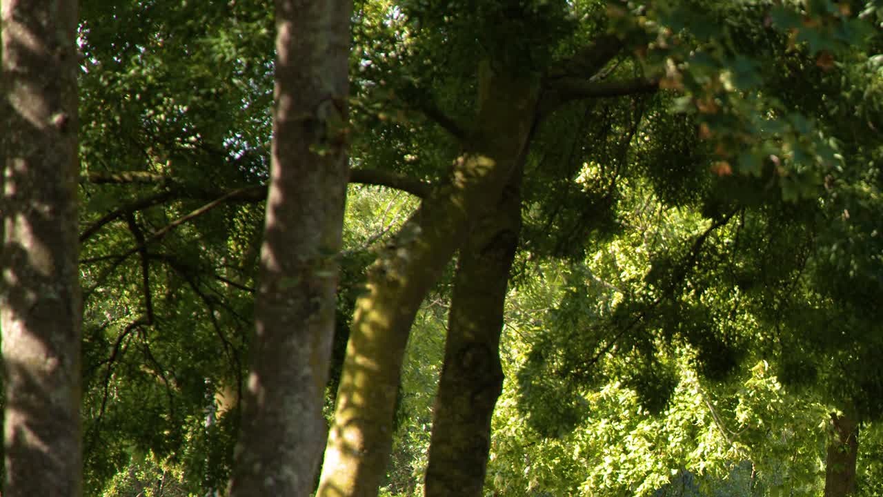 Green trees bask in sunlight, casting dappled shadows in a peaceful park setting