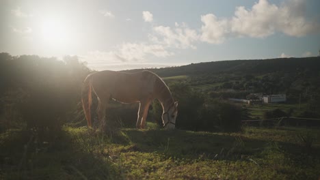 Hermoso-Caballo-En-Los-Pastos-Durante-El-Amanecer