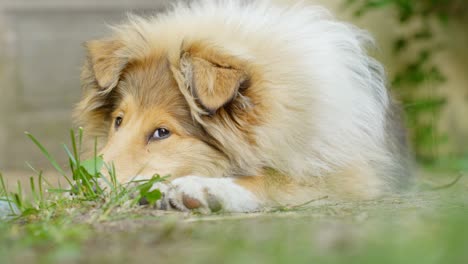 Resting-young-blonde-dog-is-resting-after-playing-cheerfully